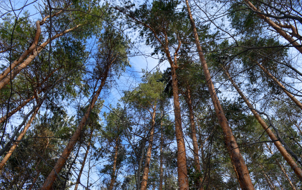 Interview with Sonja Šara Aradi, This Month’s #InTheSpotlight